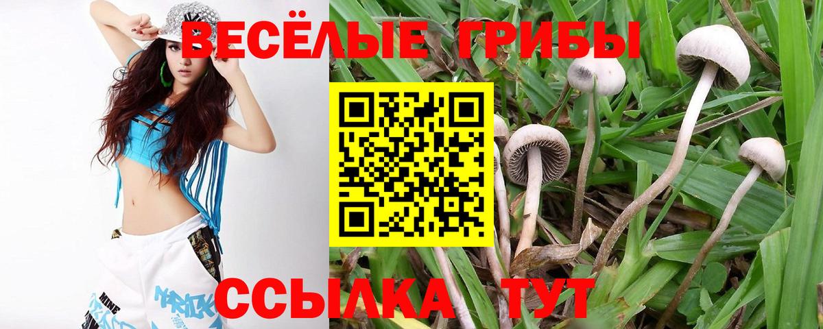 Псилоцибиновые грибы прущие грибы Кингисепп